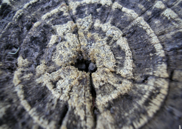 How are Tree Rings Formed?
