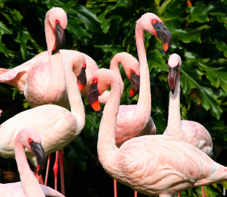 Read more about the article Por que os flamingos ficam em uma perna?