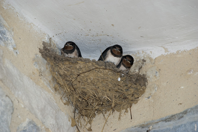 Lire la suite à propos de l’article Comment les hirondelles construisent-elles leurs nids ?
