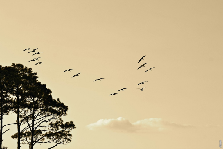 Scopri di più sull'articolo Come si nutrono gli uccelli durante le lunghe migrazioni?