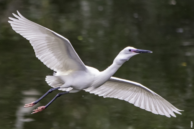 Read more about the article 最大の翼長を持つ鳥は何？