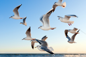 Lee más sobre el artículo ¿Cómo vuelan las aves en bandada?
