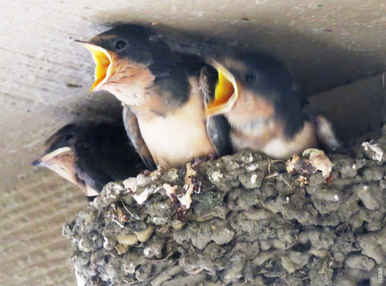 Lees meer over het artikel Welke vogel heeft de krachtigste snavel?