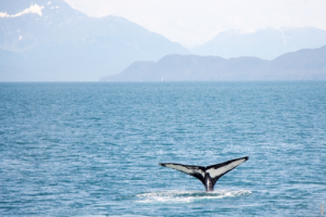 Lees meer over het artikel Waarom zijn walvissen zoogdieren?