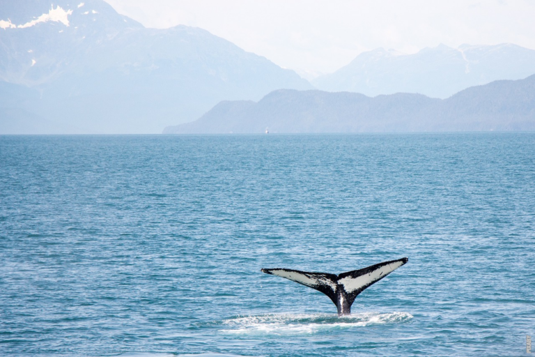 Scopri di più sull'articolo Perché le balene sono mammiferi?