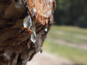 Read more about the article Hvordan stiger saft op i træet?