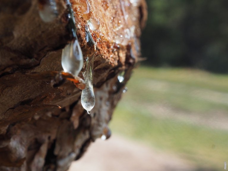 Scopri di più sull'articolo Come il succo si alza nell’albero?