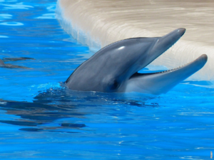 Lees meer over het artikel Is de walvis de enige zeezoogdier?