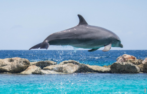 Lees meer over het artikel Wat zijn dolfijnen?