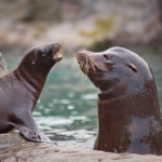 Kunnen zeehonden onder water leven?