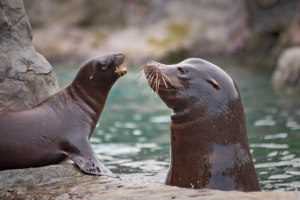 Read more about the article Können Robben unter Wasser leben?