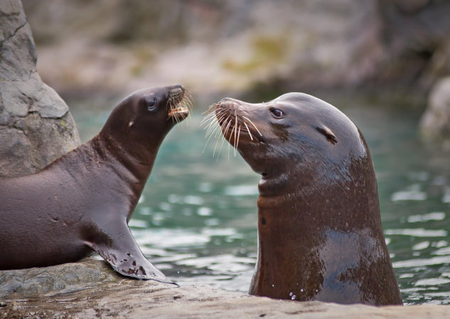 Can Seals Live Underwater?