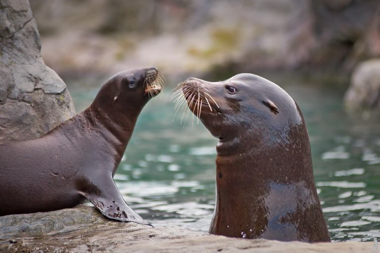 Lees meer over het artikel Kunnen zeehonden onder water leven?