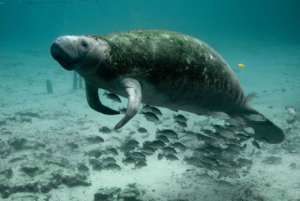 Lee más sobre el artículo ¿Qué es el manatí marino?