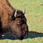 ¿Son el búfalo y el bisonte lo mismo?