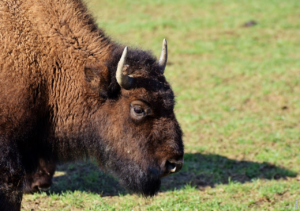 Read more about the article Er bison og bøffel det samme?