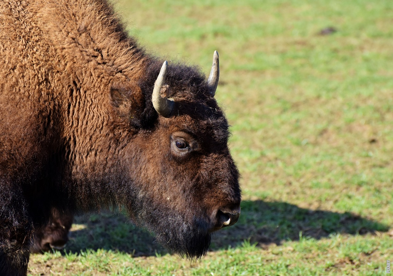 Al momento stai visualizzando Sono il bivacco e il bisonte la stessa cosa?