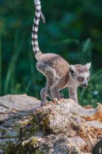 Read more about the article Hvad er lemurer?