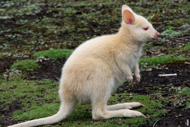 Read more about the article Hvor langt kan en kenguru hoppe?