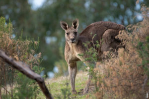 Read more about the article Por que os cangurus só podem viver na Austrália?