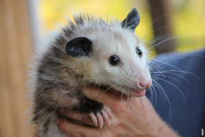 Lees meer over het artikel Waarom hangt een opossum aan zijn staart?