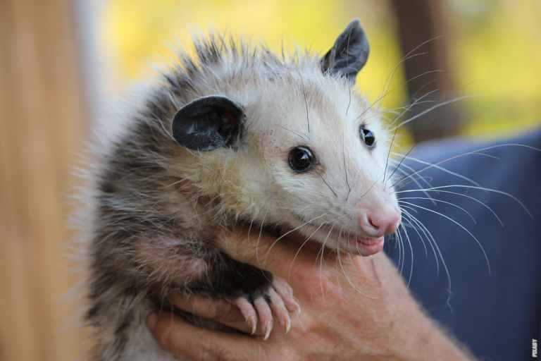 Läs mer om artikeln Varför hänger sig en opossum i svansen?