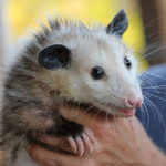 Hvorfor hænger en opossum sig i halen?