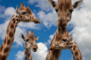 Lire la suite à propos de l’article La girafe est-elle muette ?