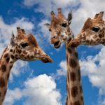 Qual é a altura de uma girafa?