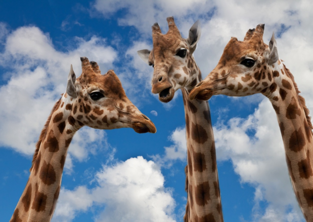 Hur hög är en giraff?