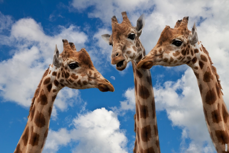 Read more about the article Koliko je žirafa visoka?