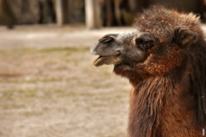 Read more about the article Miksi on kamelin selkä kyhmyinen?