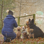 Como as diferentes raças de cães receberam seus nomes?