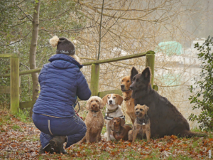 Read more about the article Como as diferentes raças de cães receberam seus nomes?