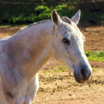 Qui a été le premier à dompter un cheval?