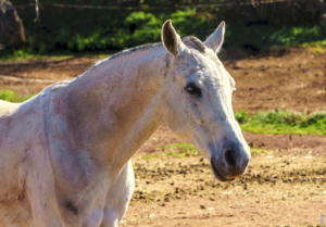 Lire la suite à propos de l’article Qui a été le premier à dompter un cheval?