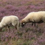 Você sabia que as ovelhas trocam de lã todos os anos?