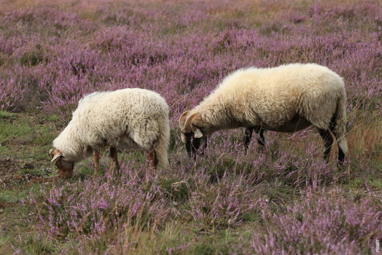 Lire la suite à propos de l’article Raste li ovci vuna svake godine?