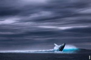 Scopri di più sull'articolo Come si comunicano le balene?