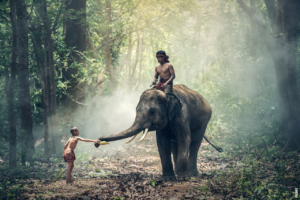 Lire la suite à propos de l’article Qu’est-ce que les défenses chez les éléphants ?