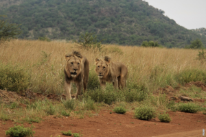 Read more about the article Como os leões caçam em grupo?