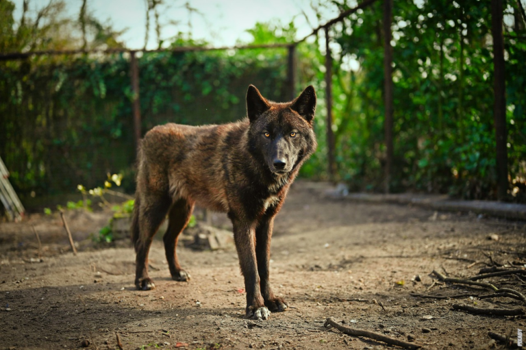 Read more about the article São os cães e os lobos da mesma espécie?