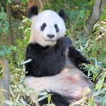 Quelle est la principale source de nourriture pour les pandas ?