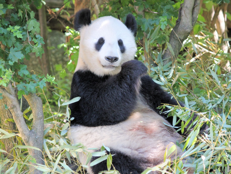 Scopri di più sull'articolo Qual è la principale fonte di cibo per i panda?