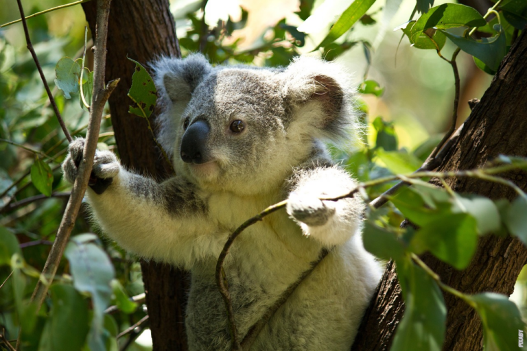 Lire la suite à propos de l’article Les ours peuvent-ils grimper aux arbres?