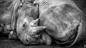 Read more about the article Dlaczego nosorożec jest zagrożonym gatunkiem?