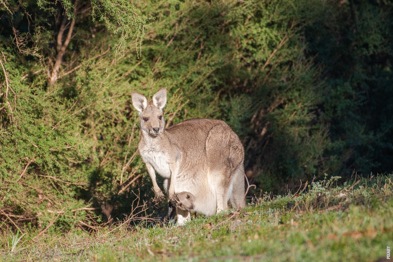 Je bekijkt nu Wat is de rol van de buidel van een kangoeroe?
