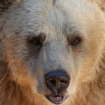 Waarom sommige zoogdieren in winterslaap gaan?