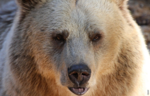 Lees meer over het artikel Waarom sommige zoogdieren in winterslaap gaan?