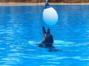Lees meer over het artikel Hoe ademen walvissen en dolfijnen?
